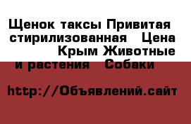 Щенок таксы.Привитая, стирилизованная › Цена ­ 1 000 - Крым Животные и растения » Собаки   